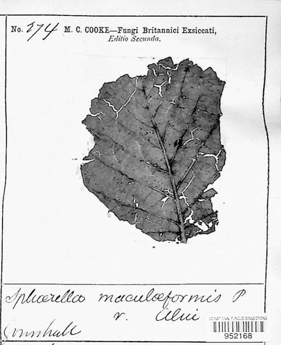 Sphaerella maculiformis var. alni image
